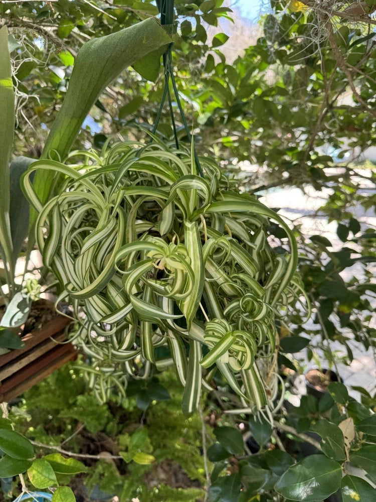 Curly spider plant with long arching curly green leaves in hanging pot