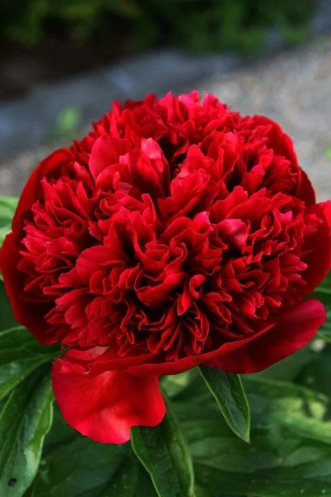 Winter Rare pretty Imported Peony Flower Bulbs Red Pack of 2 bulbs Flowering Plants