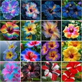 115+ Mixed Perennial Hibiscus Flower Seeds for Planting - Fresh Hardy Hibiscus Flowering Plants