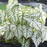 Fancy Caladium White Christmas Bulbs Size #1 For Planting Heirloom 2026 Spring Garden Plants