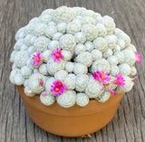 5-8CM Cactus Plant Mammillaria Humboldtii potted Home Garden flowering cacti Garden Plants