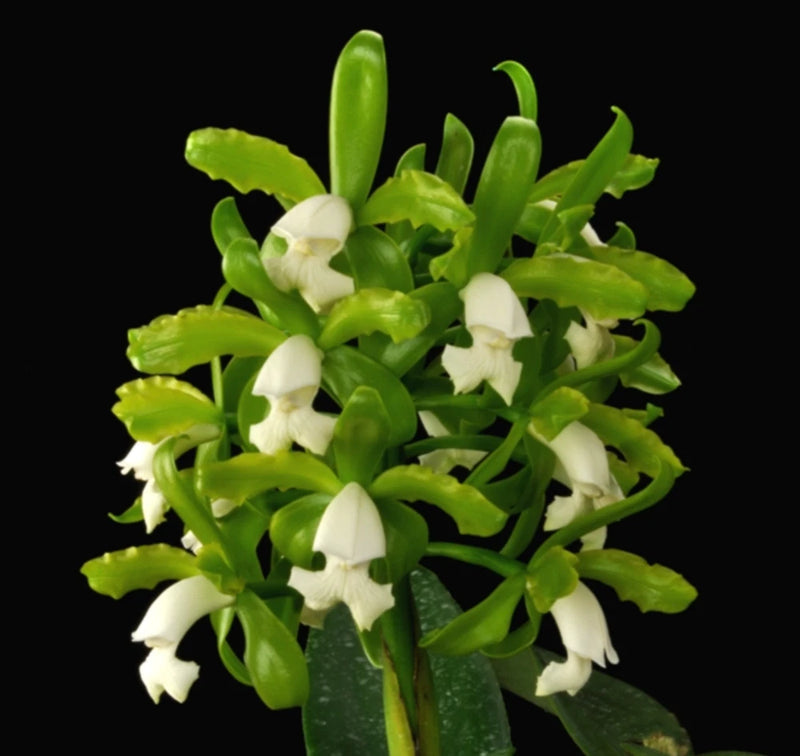 White and green orchid flowers with glossy green leaves
