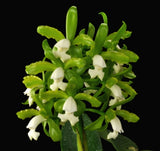 Cattleya tigrina f. alba "Too Good" AM/AOS x sib - Fragrant, Line Bred, NFS Orchids