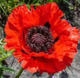 Poppy RED ORIENTAL Perennial Scarlet Flowers oriental Large Non-GMO 1000 Seeds Flowering Plants