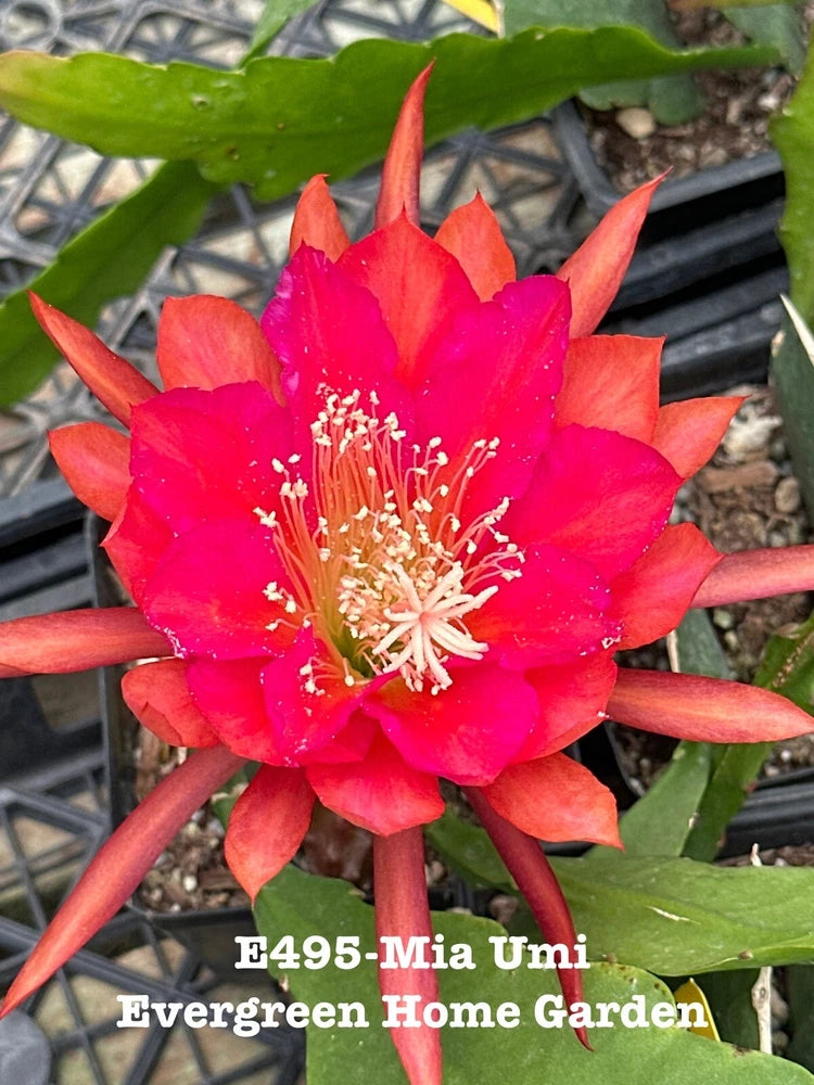 Rooted epiphyllum orchid cactus with bright pink-red bloom and green pads in starter pot