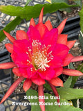 Rooted Epiphyllum Orchid Cactus ÒMia UmiÓ Growing In 4Ó Starter pot. Orchids