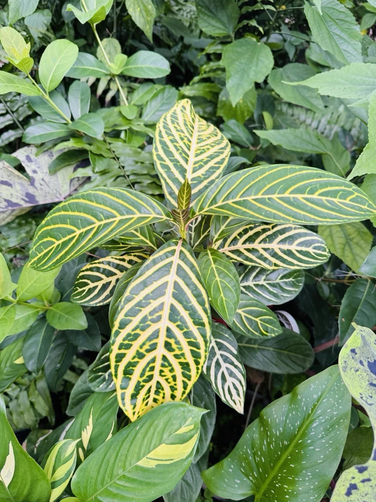 Zebra plant with large green leaves and bold white stripe patterns