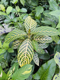 Aphelandra Zebra Plant Orchids