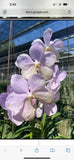V. Hongsilp X V ceorulea. orchid Seedling Orchids