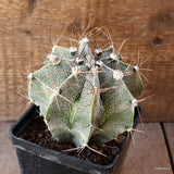 D4822 ASTROPHYTUM ORNATUM VARIEGATED pot10-H11-W12 cm  MaMa Cactus Green Plant