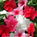 4000 Seeds Annual Vinca Periwinkle Ground Cover & Flower Seed Mix for Planting Flowering Plants