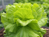 Buttercrunch Lettuce Hydroponic Seeds | Non-GMO Hydroponic Garden Seeds Garden Plants