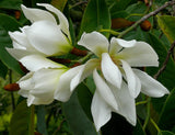 Michelia Excelsa Tree, The Temple Magnolia Doltsopa 10 Seeds, Very Fragrant Flowering Plants