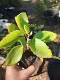 Leaf of Life succulent (4 Inch Seed Cell) Live Plant Free Shipping USA Flowering Plants