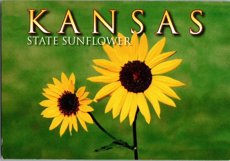 Kansas state sunflower postcard with two yellow sunflowers and large 'KANSAS' lettering