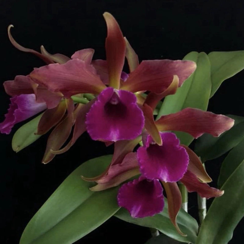 Purple and maroon cattleya-style orchid with green leaves and brown petals