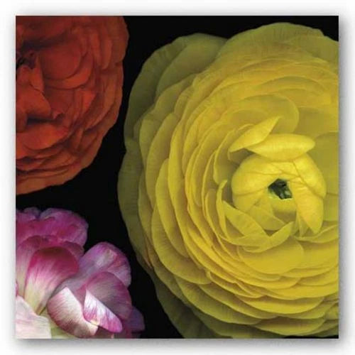 Ranunculus I Right Pip Bloomfield Art Print 18x18 Ranunculus