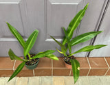 Aroid potted houseplant with long green lance leaves in small pots