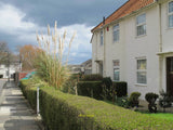 Photo 6x4 Front garden with Pampas Grass North Acton This garden in Walto c2010 Pampas Grass