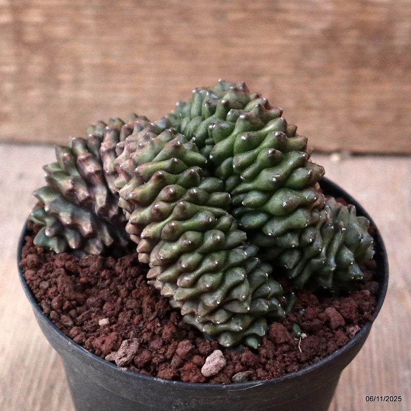 D7311 GYMNOCALYCIUM MIHANOVICHII "TORNLESS" CRESTED pot10-H8-W10 cm MaMa Cactus Green Plant