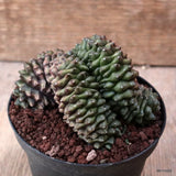 D7311 GYMNOCALYCIUM MIHANOVICHII "TORNLESS" CRESTED pot10-H8-W10 cm MaMa Cactus Green Plant