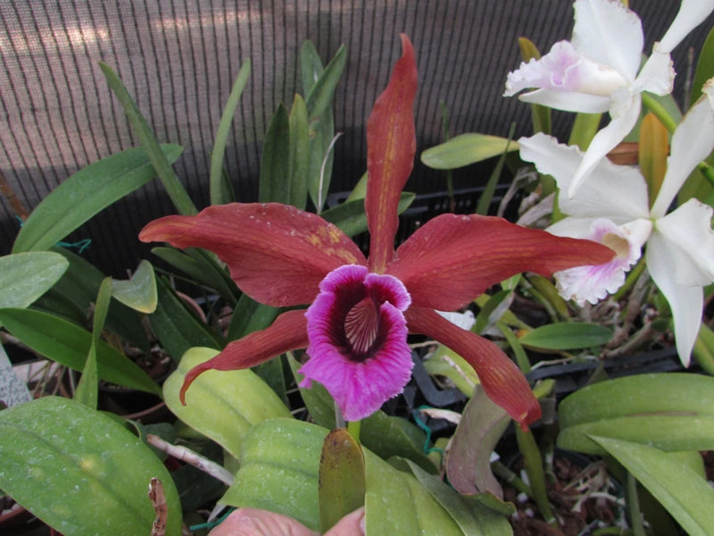 Dark red and purple orchid flowers with green leaves, potted in a small container