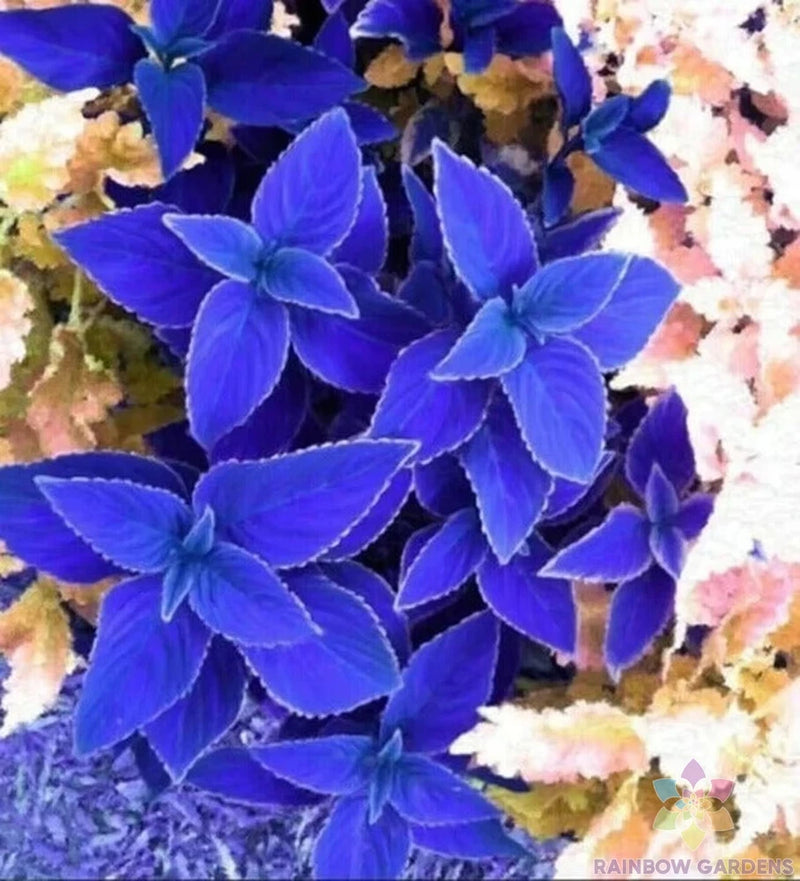 25+ Blue Coleus Seeds for Garden Planting - USA - FREE SHIPPING! Garden Plants