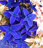25+ Blue Coleus Seeds for Garden Planting - USA - FREE SHIPPING! Garden Plants