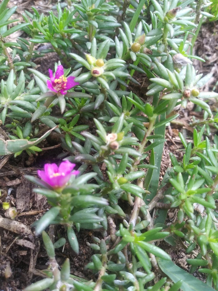 Live rooted succulent with fleshy green leaves and small pink blooms