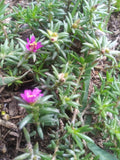 2 ORGANIC LIVE ROOTED PINK BLOOMS NATIVE SUCCULENTS-  VERY DROUGHT TOLERANT Orchids