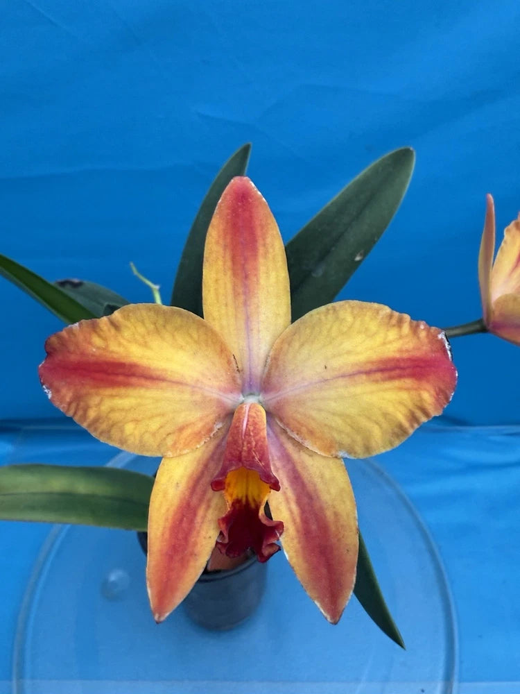 Yellow and red striped orchid flower in a dark pot, with green leaves