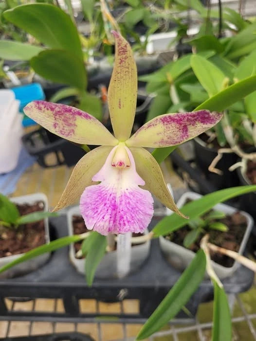 (688-2) Bc.Walter August Twinkle x C.Cantagalo 'Fuerta's Spots    MS Orchids