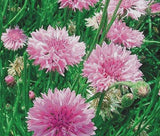 CORNFLOWER PINK TALL Centaurea Cyanus - 3,000 Bulk Seeds Garden Plants