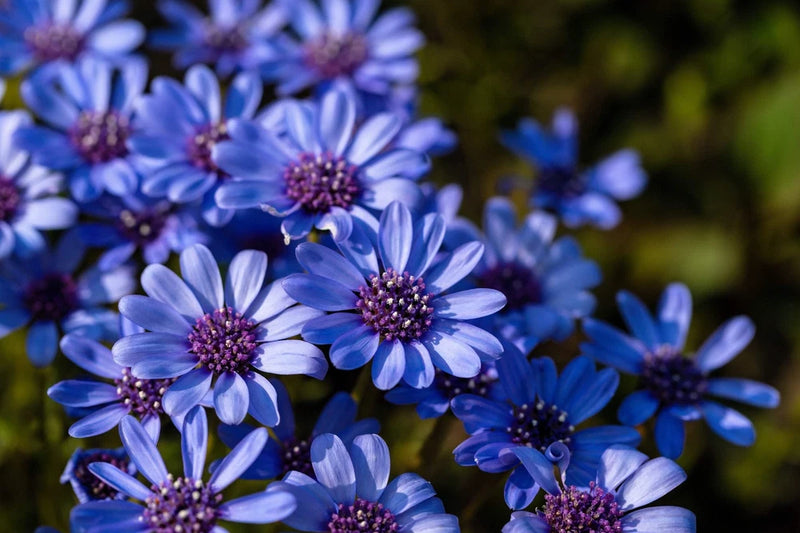 50 THE BLUES BLUE DAISY FELICIA Heterophylla Kingfisher Flower Seeds *Comb S/H Flowering Plants