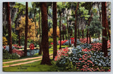 Hydrangea Oriental Gardens Florida Vintage Postcard Hydrangea