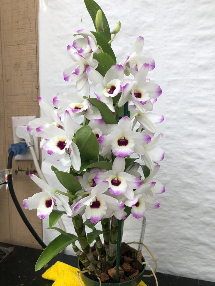 (262-3) Den Love Memory Fizz     BS   Fragrant Orchids
