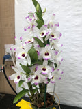 (262-3) Den Love Memory Fizz     BS   Fragrant Orchids