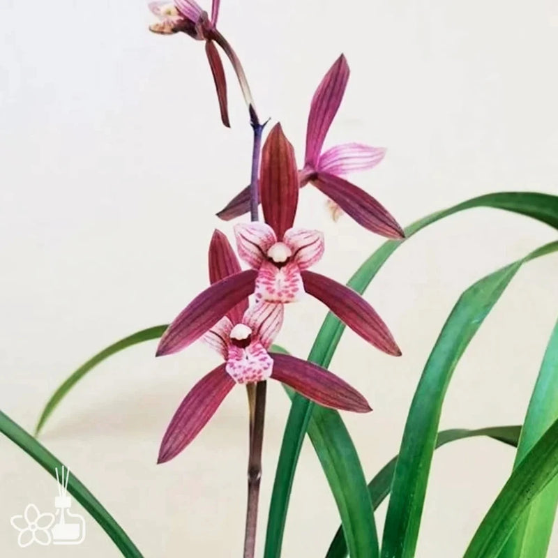 Red and pink striped orchid blooms on slender stem with green leaves
