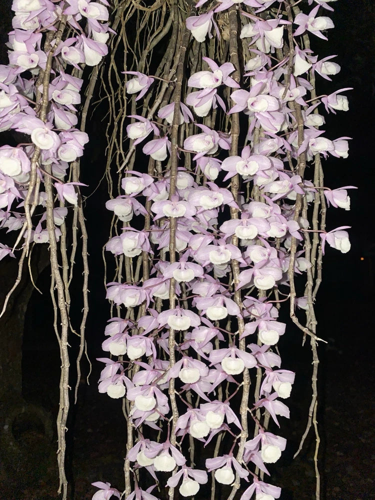 Orchid plant with dangling stems and pale lavender, white-centered blooms
