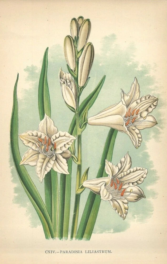 Antique botanical color print of white lilies with orange markings and green leaves