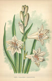 Antique Color Print (1897) Flower, Paradisia Liliastrum - St. Bruno's Lily 114 Lily