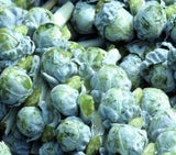 LONG ISLAND BRUSSEL SPROUTS SEEDS 300+ BRASSICA vegetable GARDEN FREE SHIPPING Garden Plants