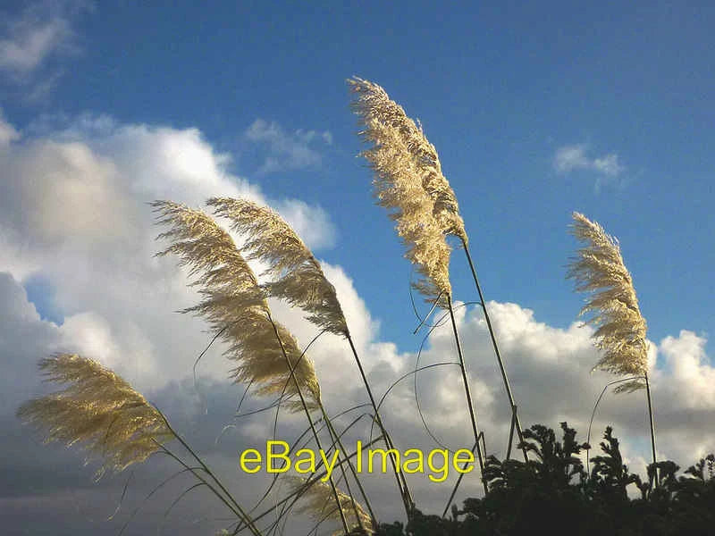 Photo 6x4 Waving goodbye to Storm 'Abigail' Carnforth Pampas grass flutte c2015 Pampas Grass