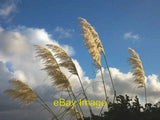 Photo 6x4 Waving goodbye to Storm 'Abigail' Carnforth Pampas grass flutte c2015 Pampas Grass
