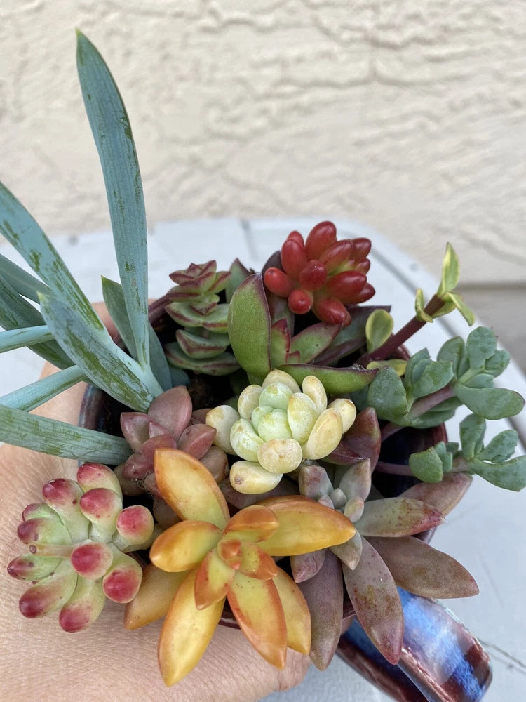 10 Coloful  Succulent Cuttings Garden Starter Plants cactus Garden Plants