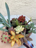 10 Coloful  Succulent Cuttings Garden Starter Plants cactus Garden Plants