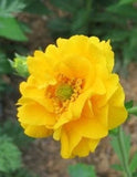 50+ EXTRA LARGE YELLOW LADY STRANTHEDEN GEUM FLOWER SEEDS  /  PERENNIAL Flowering Plants