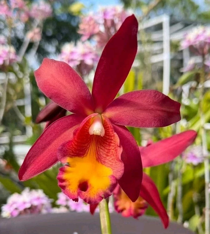 Red and yellow orchid flower with five petals and a yellow center bulb