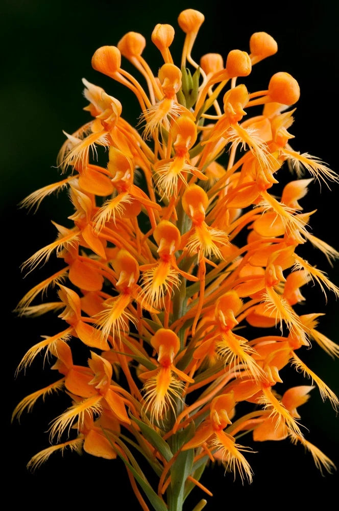 Yellow Fringed Orchid (Platanthera Ciliaris) Dormant, will bloom next summer,****Dormant- Will not come up until summer 2026**** Orchids