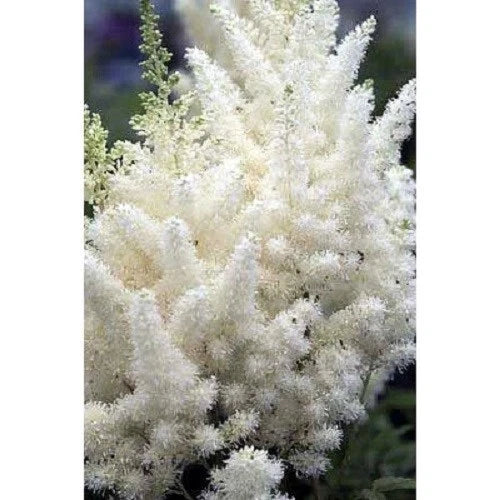 25+ WHITE ASTILBE FLOWER SEEDS / SHADE LOVING PERENNIAL / DEER RESISTANT Flowering Plants